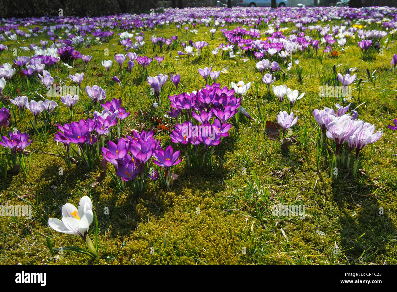 Crocus du printemps, le géant néerlandais crocus (Crocus vernus hybrides), violet et blanc croci ou crocus floraison sur une prairie de crocus Banque D'Images