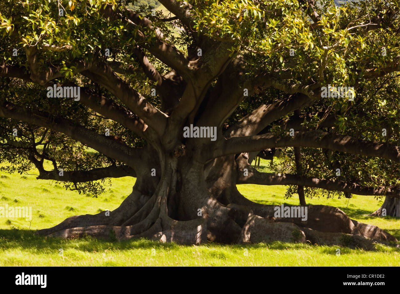 Figuier (Ficus), St, New South Wales, Australie Banque D'Images