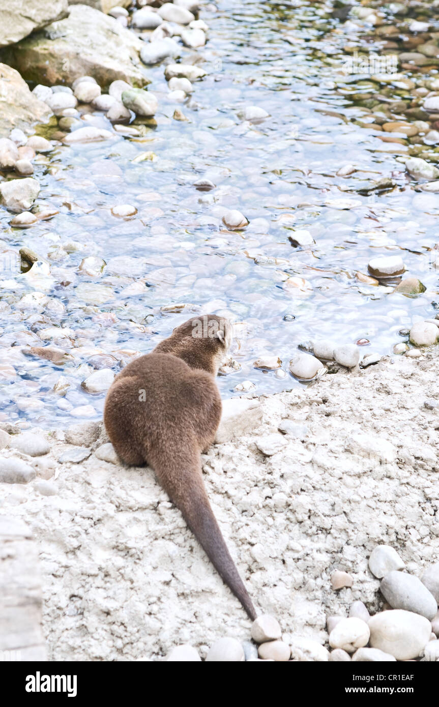 Une loutre griffus Court Oriental au bord de l'eau Banque D'Images