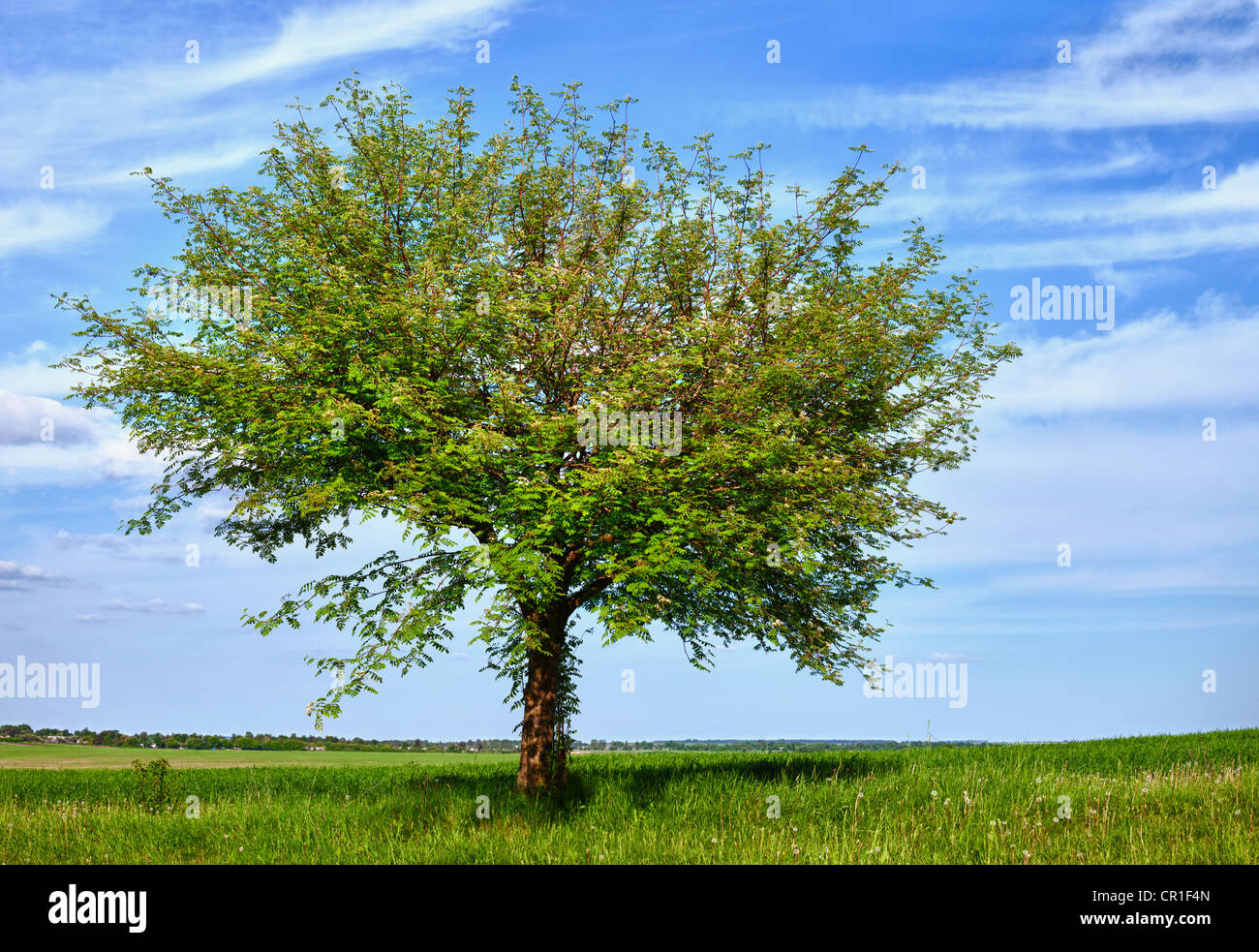 L'arbre au milieu du champ Banque D'Images