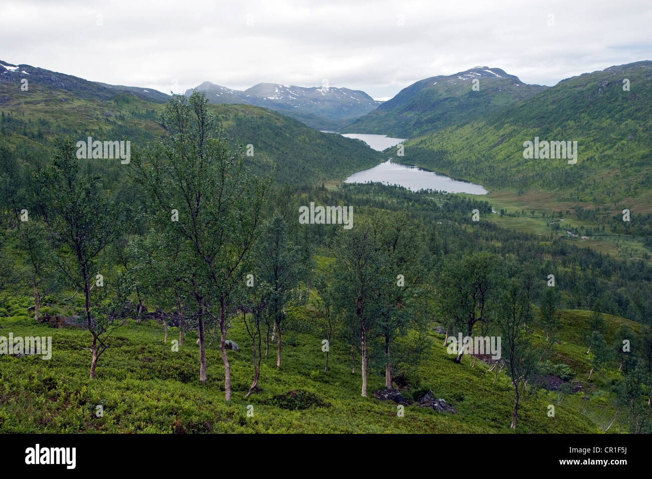 Forêt de bouleaux subalpine sur l'île de Senja, Troms, Norvège, Europe Banque D'Images