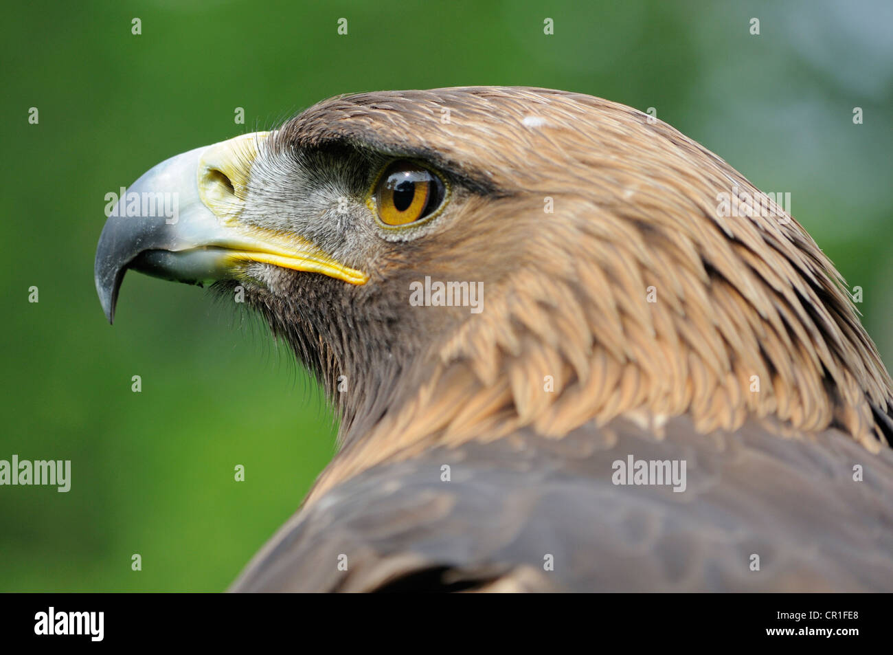 Portrait, l'Aigle royal (Aquila chrysaetos) Banque D'Images