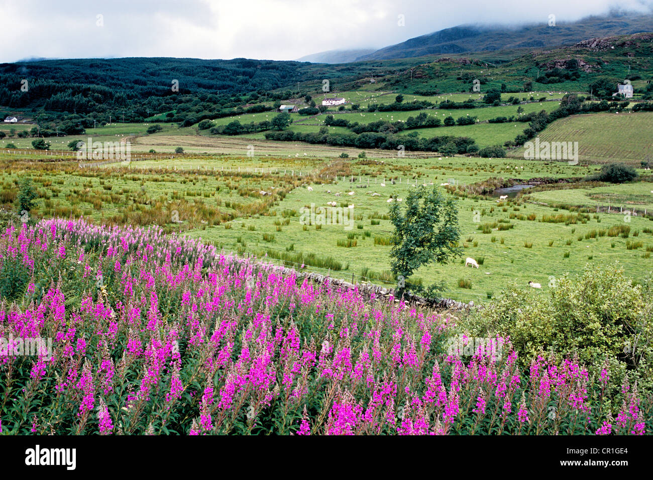 Royaume-uni, Pays de Galles, région de Snowdonia Banque D'Images