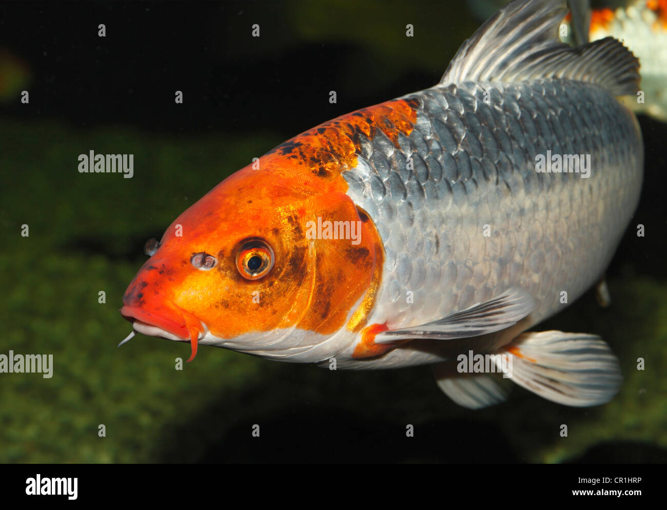 Koi, ou Nishikigoi (Cyprinus carpio) dans l'aquarium Banque D'Images