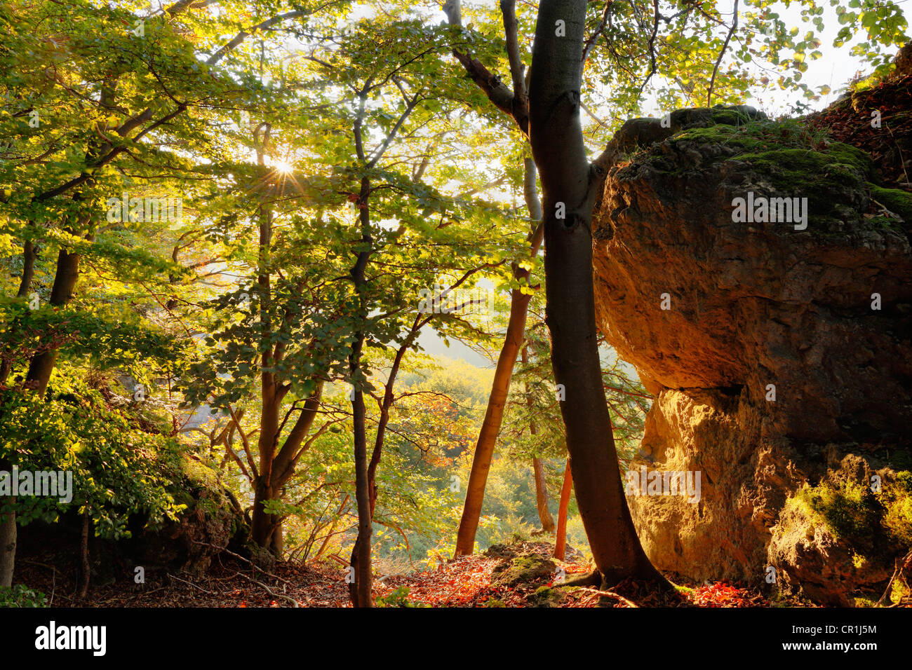 Forêt de hêtres à l'Roethelfels Roetelfels ou climbing rock, matin, la Suisse franconienne, Haute-Franconie, Franconia Banque D'Images