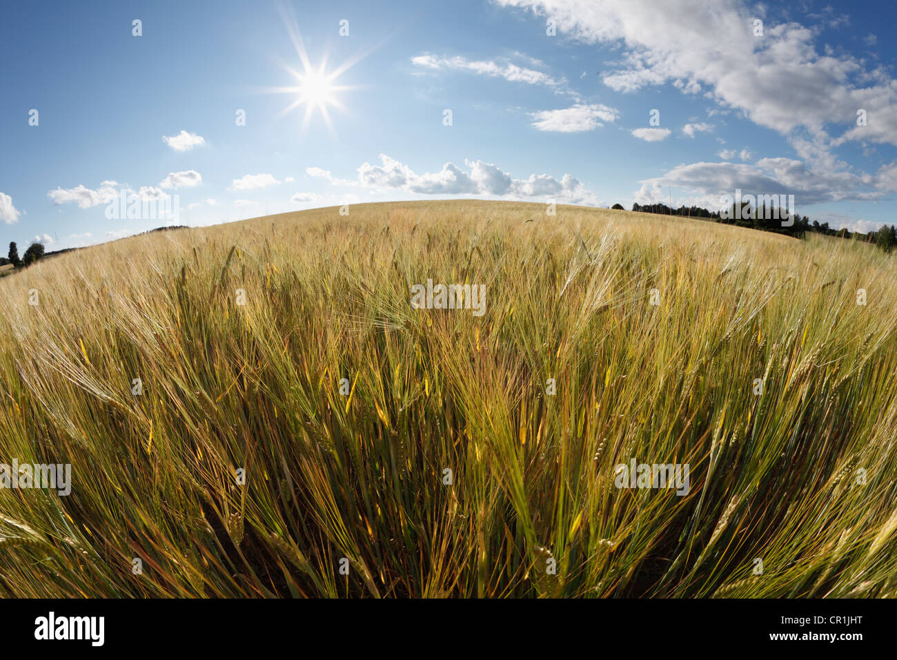 Champ de blé, la Suisse franconienne, Sachsendorf, Franconia, Bavaria, Germany, Europe Banque D'Images