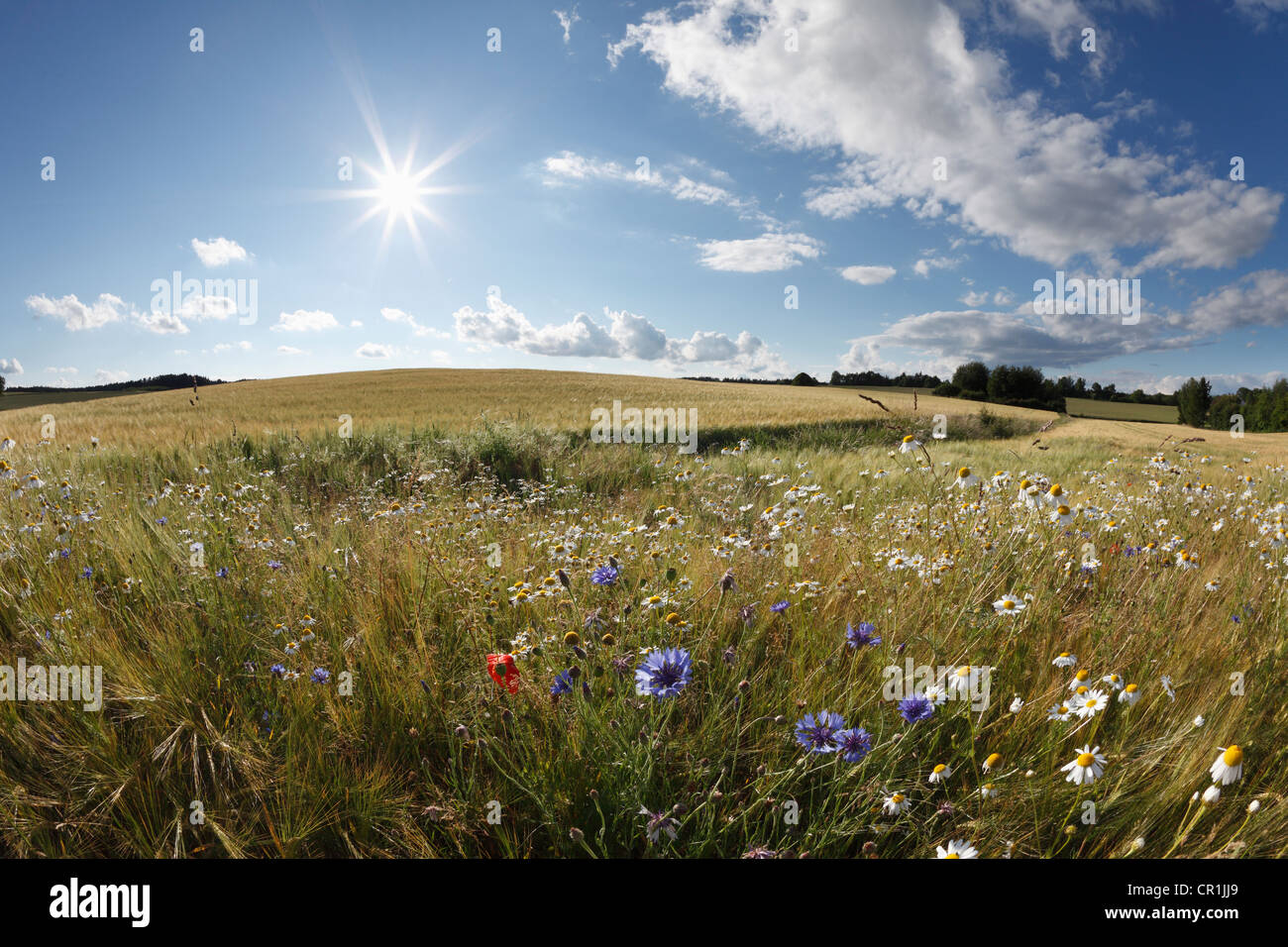 Fleurs sauvages dans un champ de blé, la Suisse franconienne, Sachsendorf, Franconia, Bavaria, Germany, Europe Banque D'Images