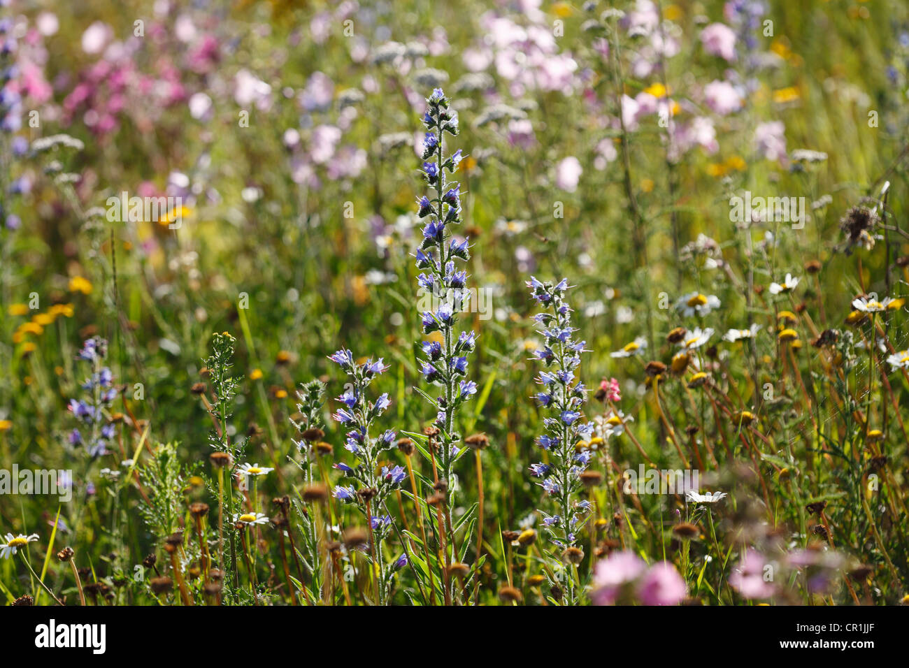 La vipère ou Blueweed Vipérine commune (Echium vulgare), la Suisse franconienne, Bavaria, Germany, Europe Banque D'Images
