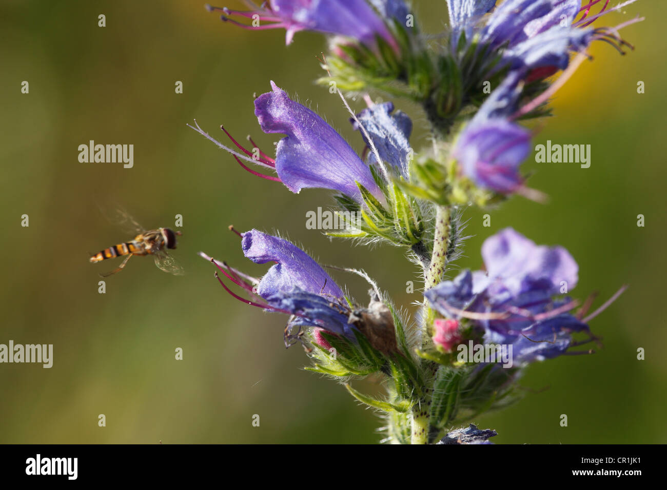 La vipère ou Blueweed Vipérine commune (Echium vulgare), la Suisse franconienne, Bavaria, Germany, Europe Banque D'Images