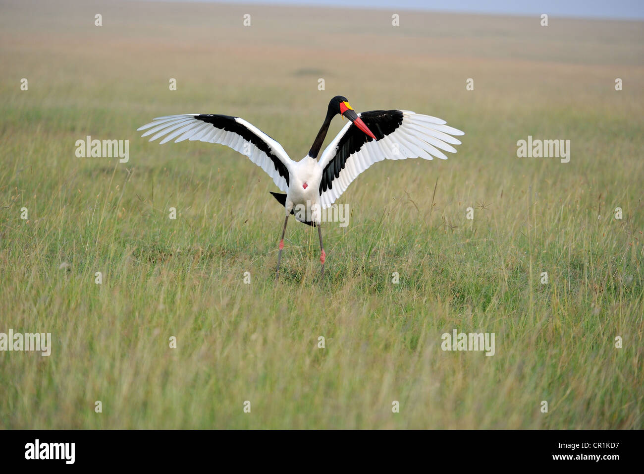 Saddle-billed stork - jabiru d'Afrique - Saddlebill (Ephippiorhynchus senegalensis) mâle affichage & dancing Maasai Mara NP Banque D'Images