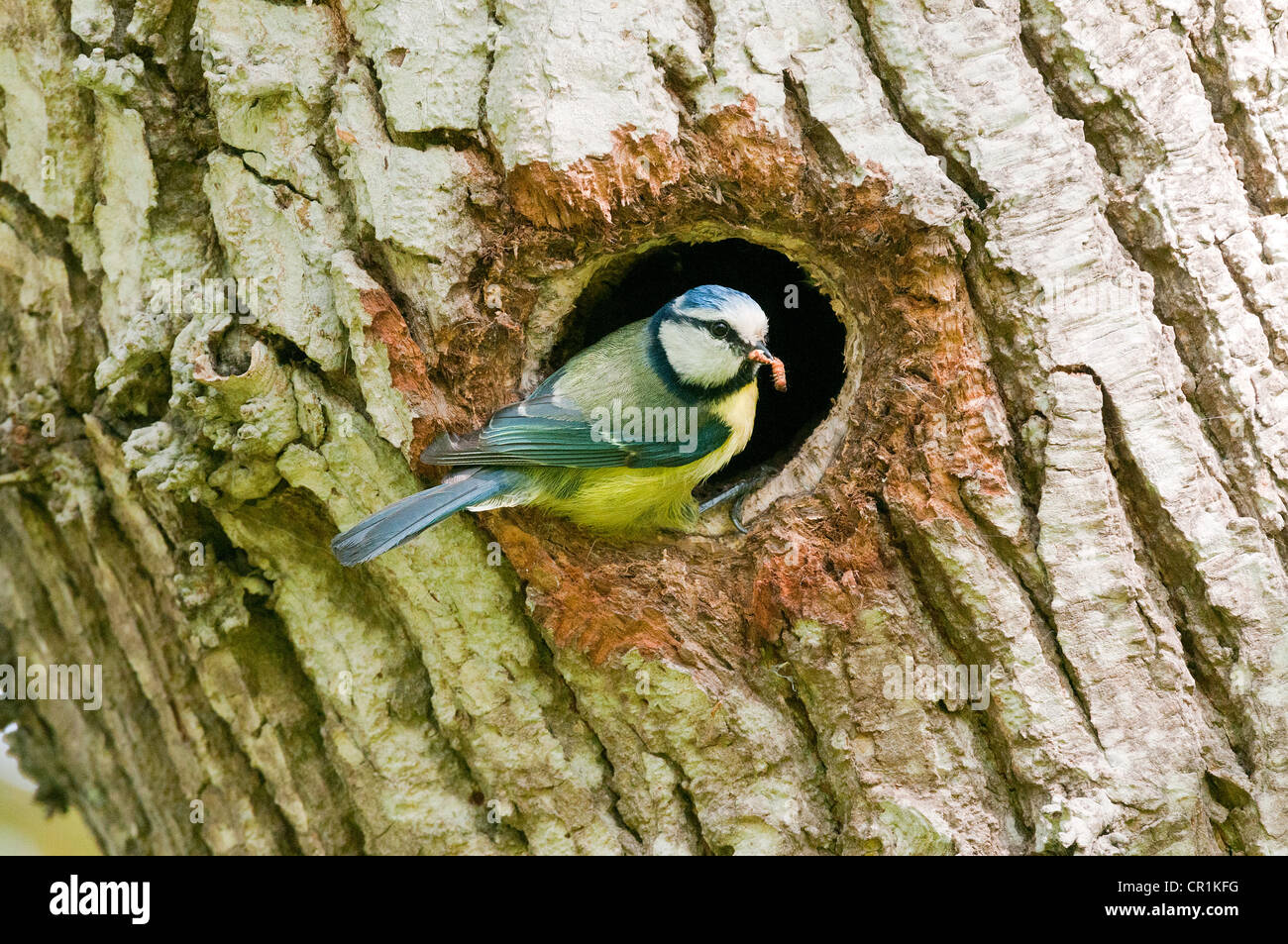 Blue Tit Parent au nid Banque D'Images