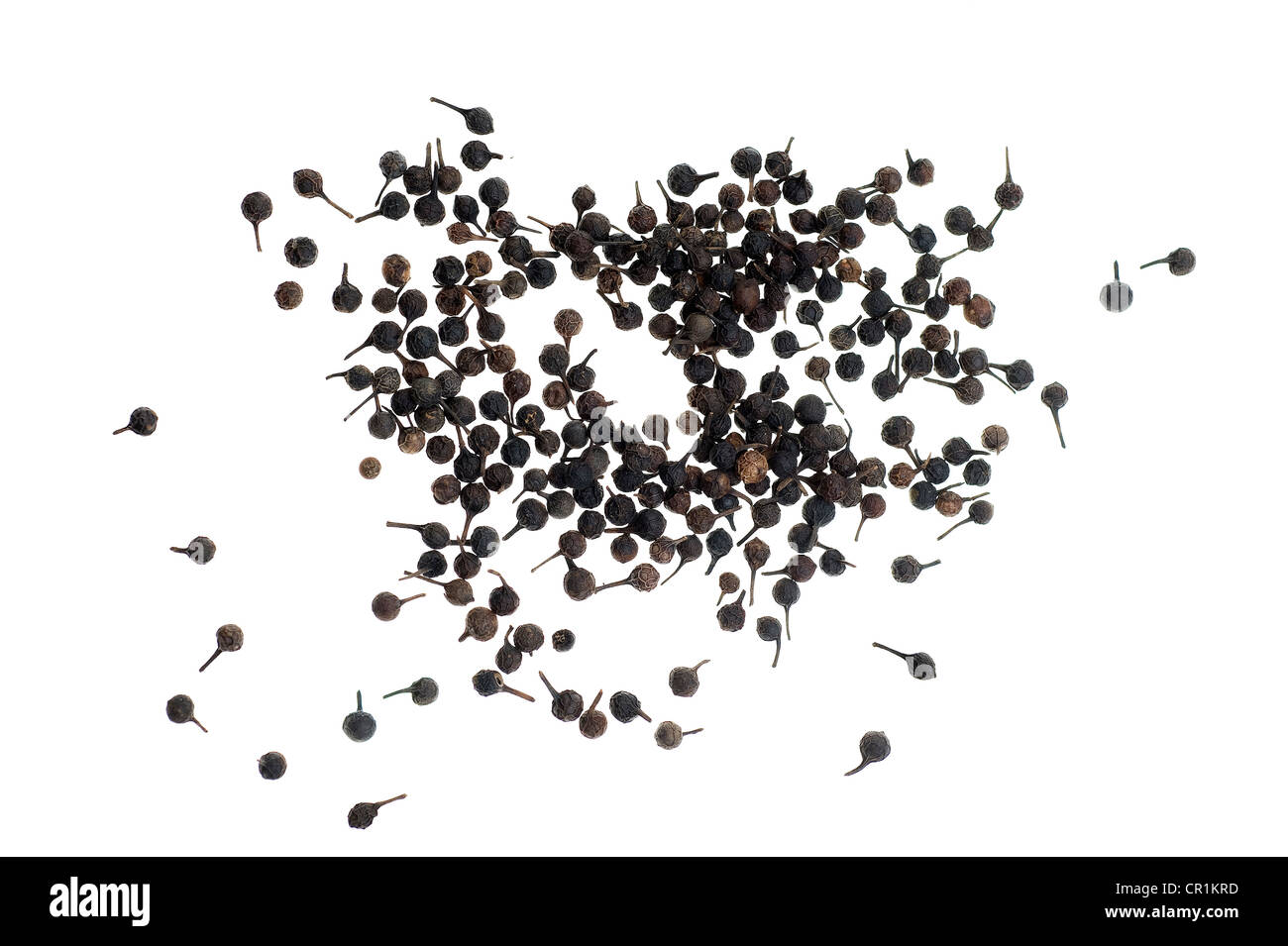 Poivre à queue cubèbe, Java ou poivre (Piper cubeba) de l'Indonésie Banque D'Images