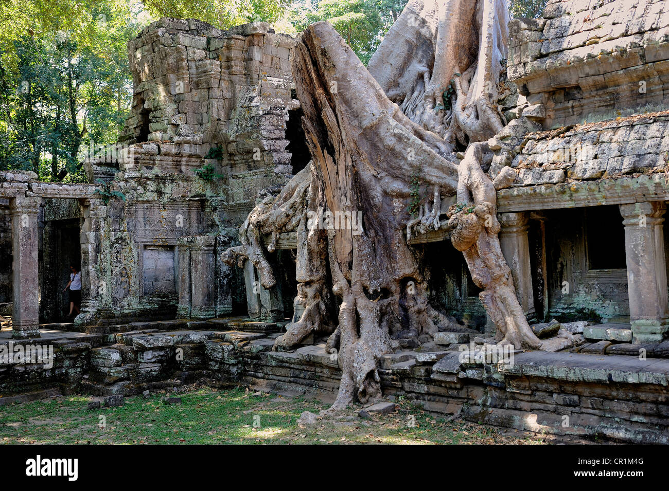 Les racines des arbres, Tetrameles nudiflora Tetrameles (arbre), ses racines aériennes couvrant une partie de la Ta Prohm temple dans le patrimoine archéologique Banque D'Images
