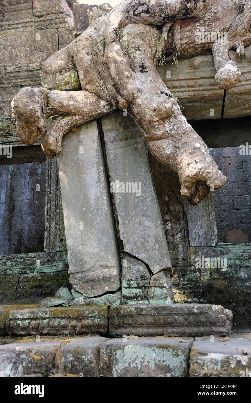 Les racines des arbres, Tetrameles nudiflora Tetrameles (arbre), ses racines aériennes couvrant une partie de la Ta Prohm temple dans le patrimoine archéologique Banque D'Images