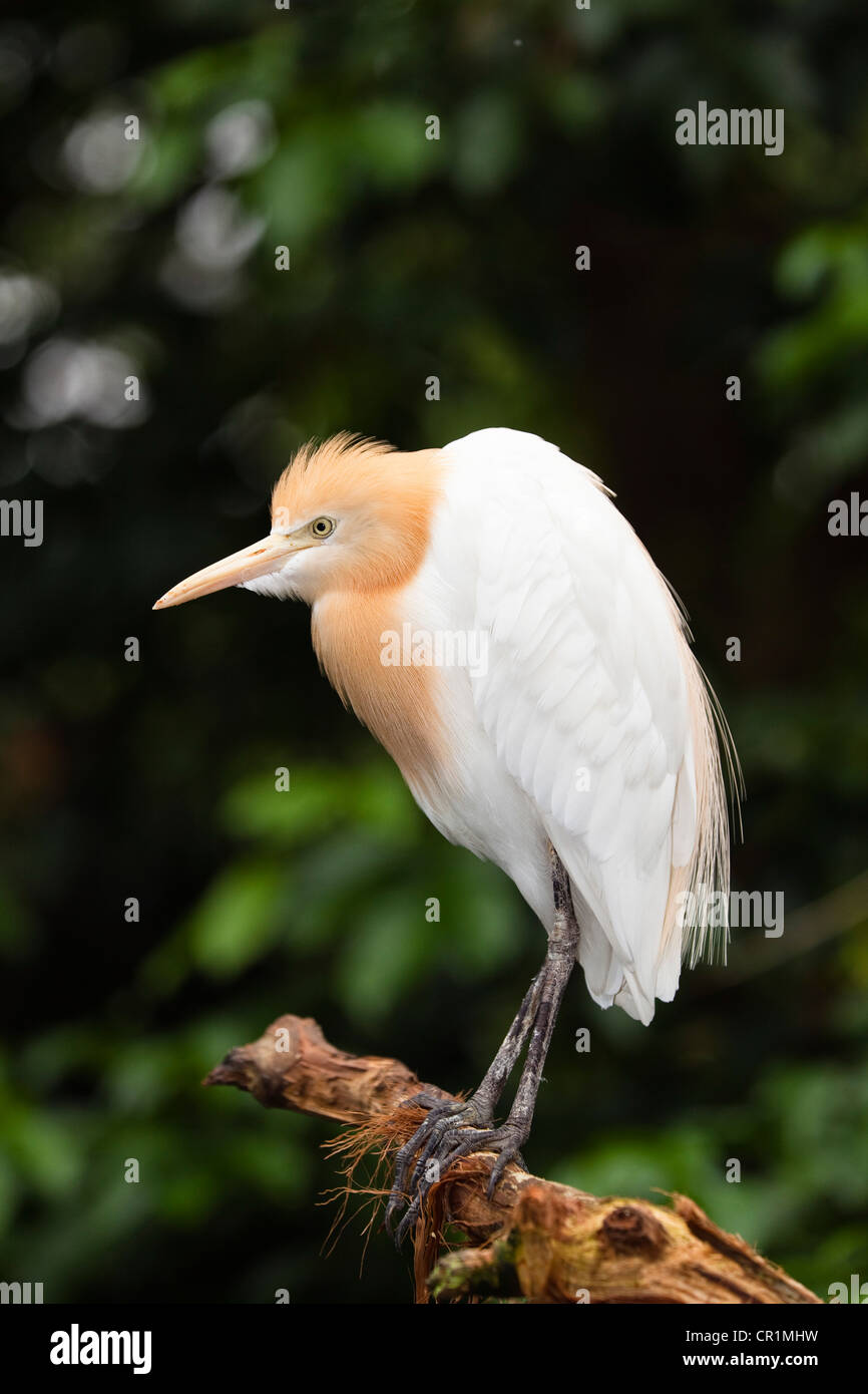 Héron garde-boeufs (Bubulcus ibis coromandus), Queensland, Australie Banque D'Images