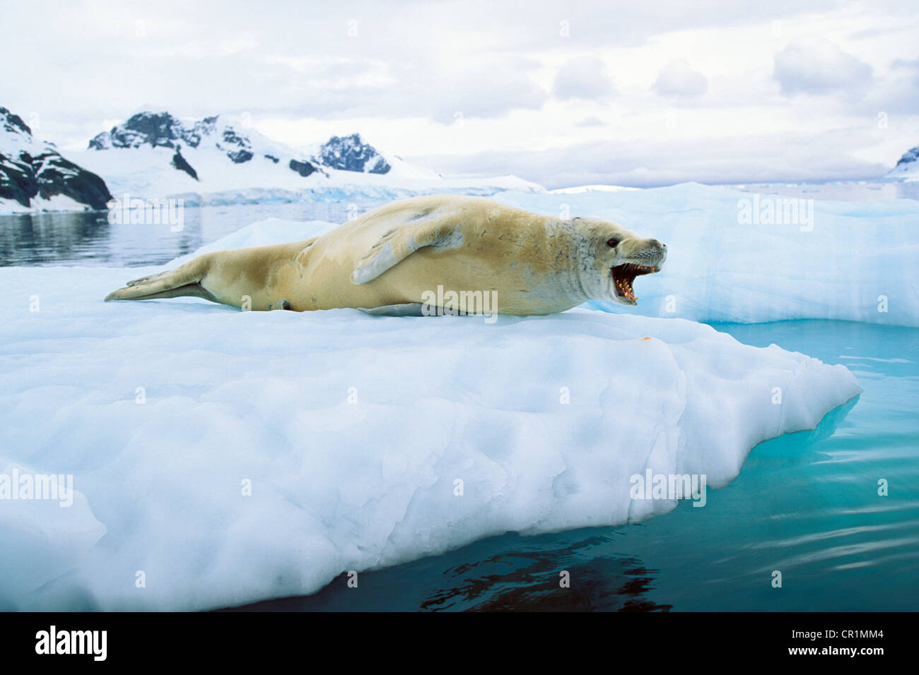 Joint de crabiers (Lobodon carcinophagus), Paradise Bay, Terre de Graham, Péninsule Antarctique, l'Antarctique Banque D'Images