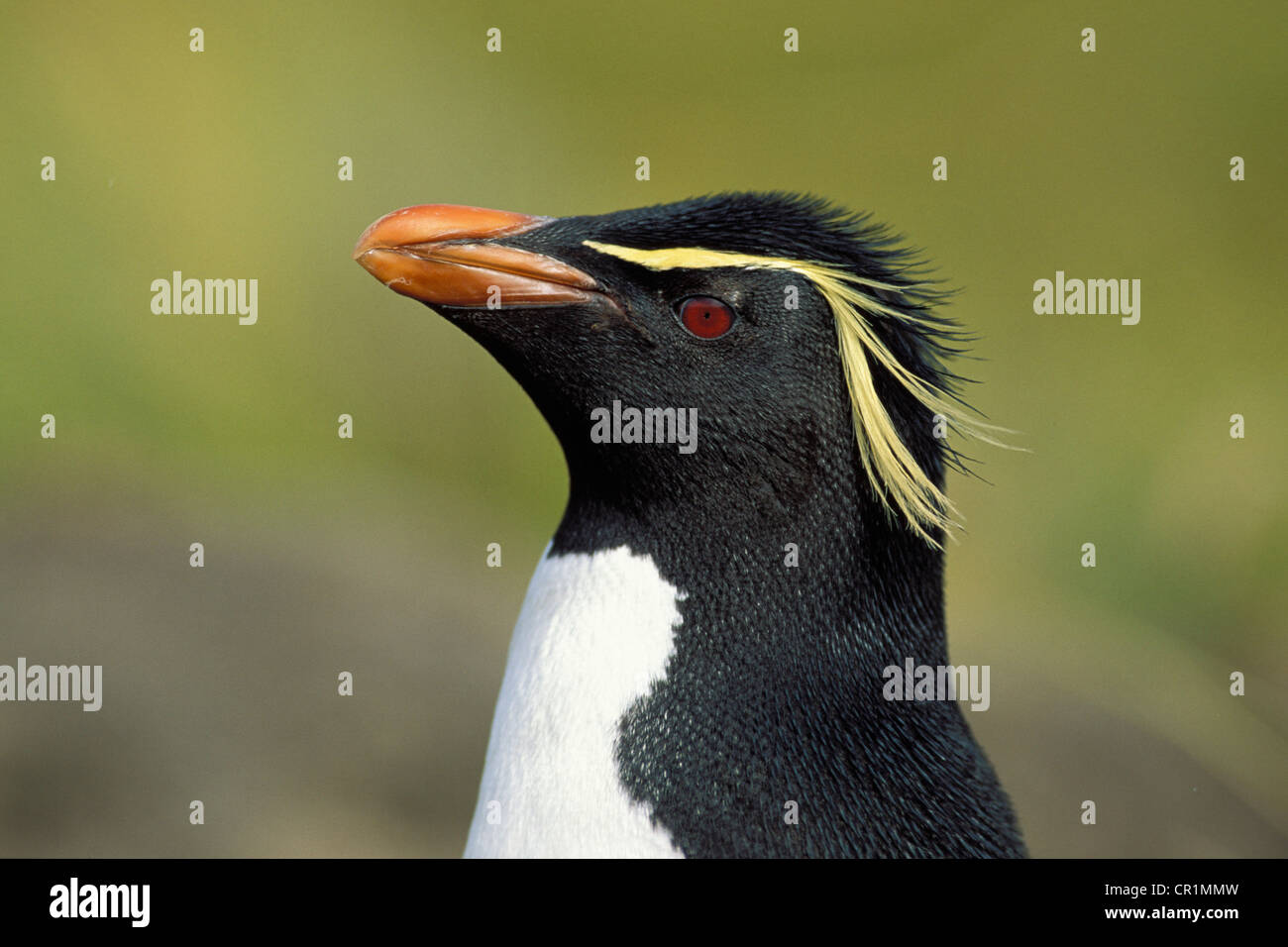 Rockhopper Penguin (Eudyptes chrysocome), îles Falkland, îles subantarctiques, Antarctique Banque D'Images