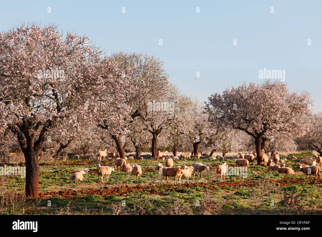 Les amandiers en fleurs (Prunus dulcis), Campos, Majorque, Îles Baléares, Espagne, Europe Banque D'Images