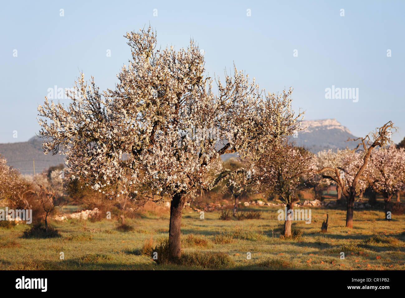 Les amandiers en fleurs (Prunus dulcis), Campos, Majorque, Îles Baléares, Espagne, Europe Banque D'Images