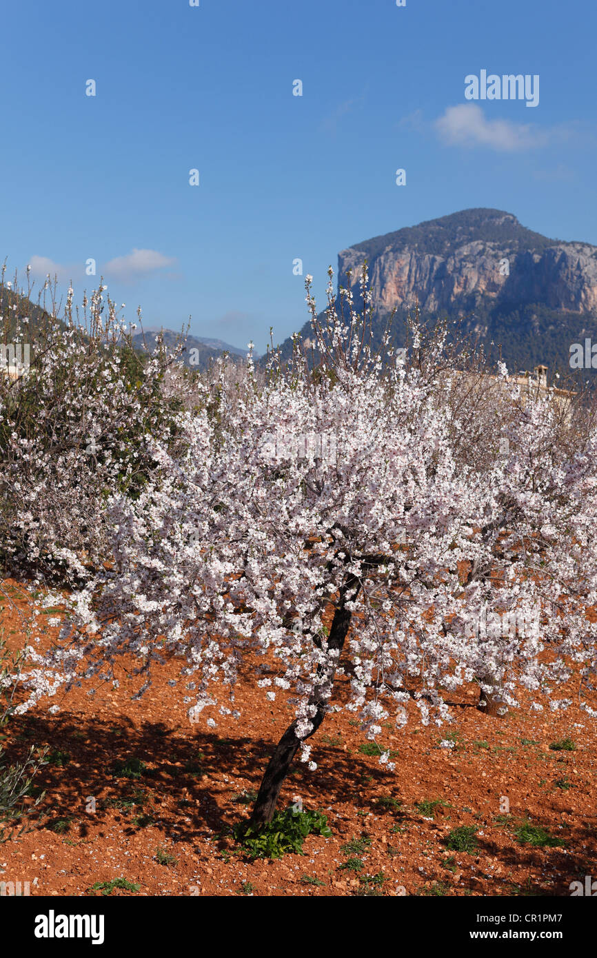 Fleur d'amande, d'amandiers en fleurs (Prunus dulcis), Puig de Alaró mountain, Majorque, Majorque, Îles Baléares, Espagne Banque D'Images