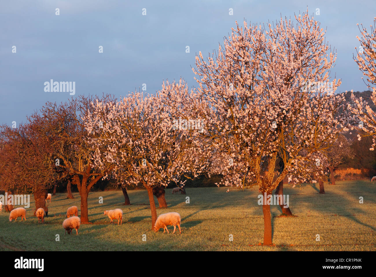 Fleur d'amande, les amandiers en fleurs (Prunus dulcis) et les moutons, lumière du matin, Sant Jordi, Majorque, Iles Baléares, Espagne Banque D'Images