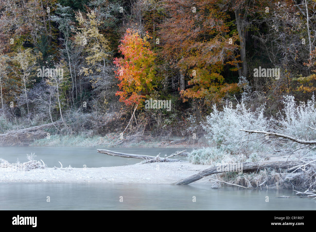 Givre sur la rivière Isar, à l'automne, l'Isar, Geretsried, Upper Bavaria, Bavaria, Germany, Europe Banque D'Images