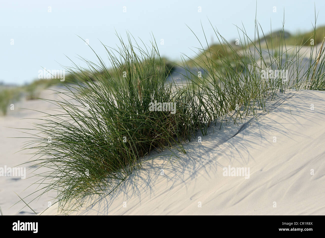 Plage de l'herbe (Ammophila arenaria) sur la plage de kniepsand, banc, amrum island, nordfriesland, Frise du Nord Banque D'Images