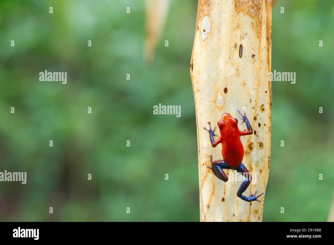 Strawberry poison frog ou aux fraises-poison dart frog (Oophaga pumilio syn. Dendrobates pumilio), Laguna del Lagarto Lodge Banque D'Images