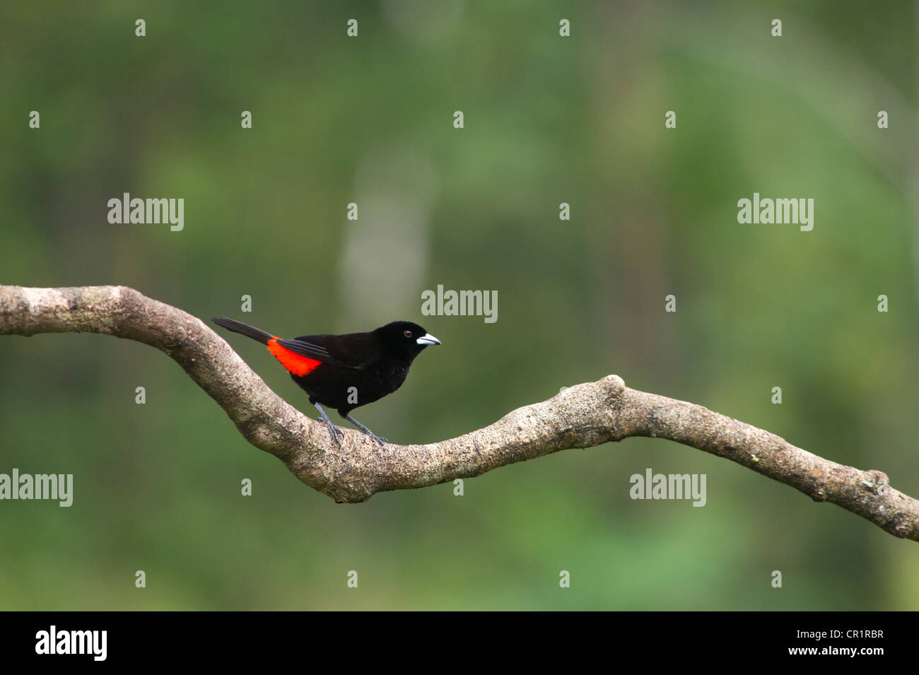 Passerini's Tanager (Ramphocelus passerinii), Laguna del Lagarto Lodge, Alajuela, Costa Rica, Amérique Centrale Banque D'Images