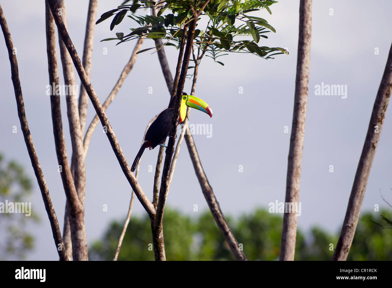 Toucan à carène, soufre-breasted Toucan ou Toucan à Arc-en-ciel (Ramphastos sulfuratus), Laguna del Lagarto Lodge Banque D'Images