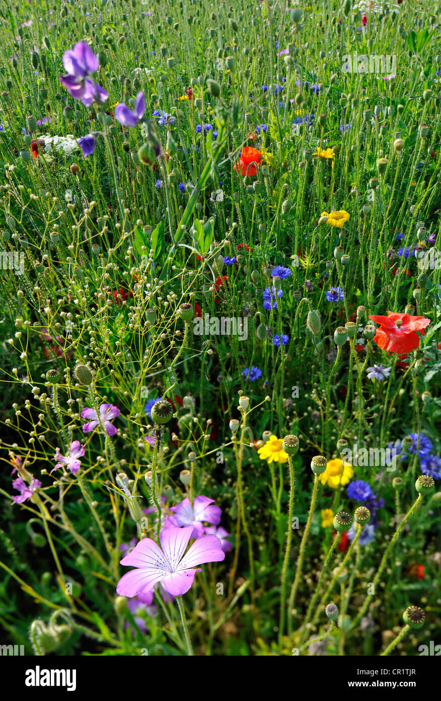 Prairie d'été, le bleuet (Centaurea cyanus), l'achillée millefeuille (Achillea), mauve (Malva), Marguerites jaunes (Leucanthemum) Banque D'Images