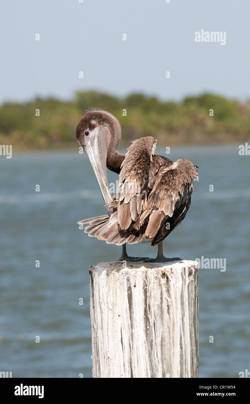 Pélican brun Pelecanus occidentalis sur la Rivière Apalachicola nord-ouest de la Floride, USA Banque D'Images
