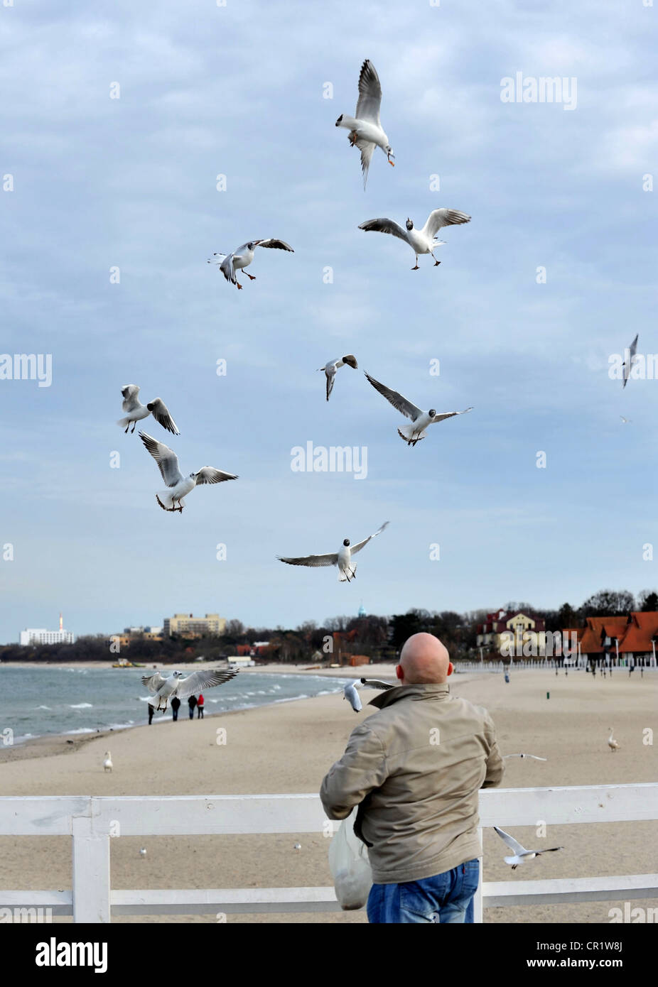 Sopot beach resort, l'alimentation de l'homme mouettes, Pologne Banque D'Images