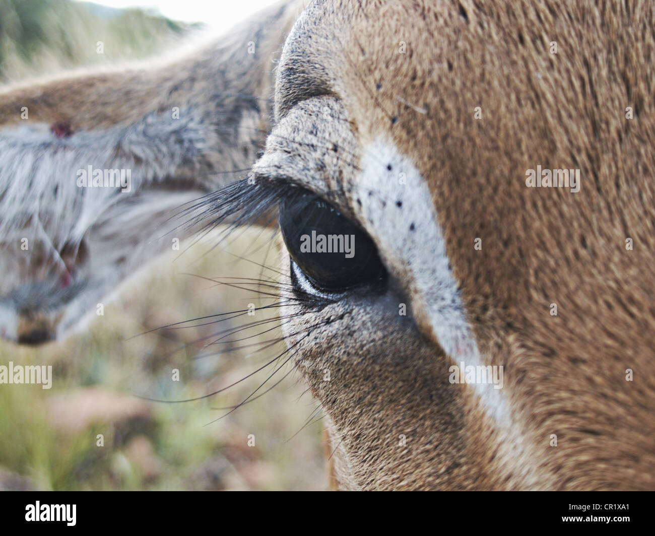 Close up d'impalas eye Banque D'Images
