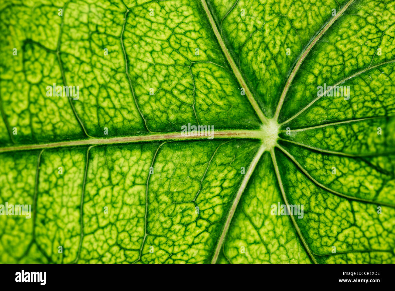 Close up de veines dans leaf Banque D'Images