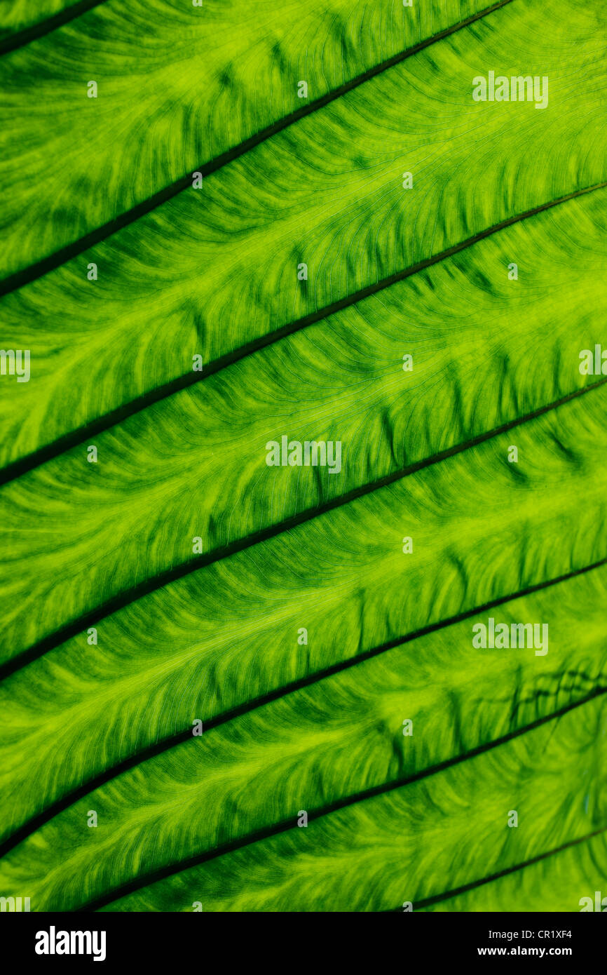 Close up de veines dans leaf Banque D'Images