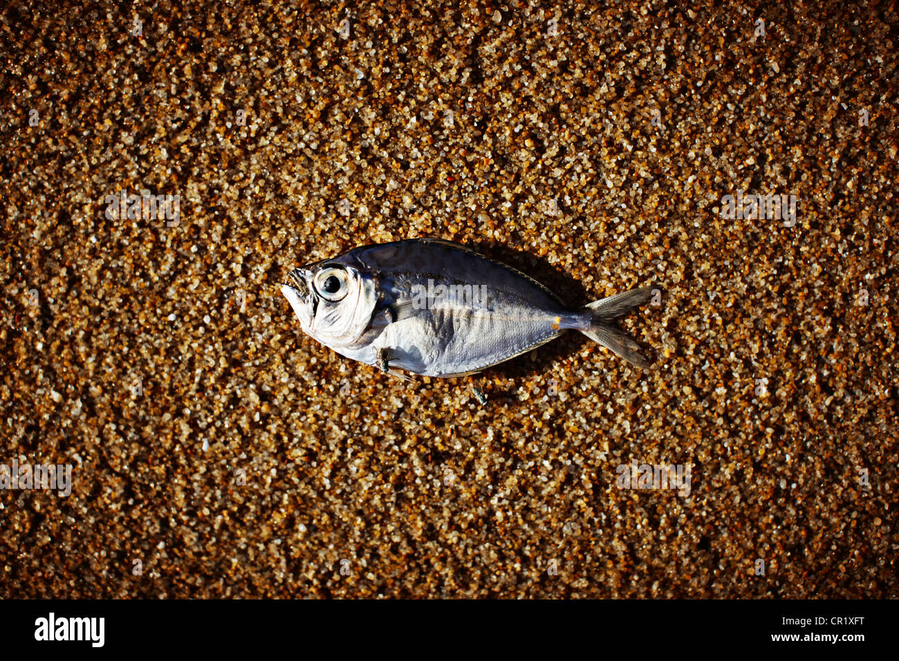 Pose du poisson on Rocky beach Banque D'Images