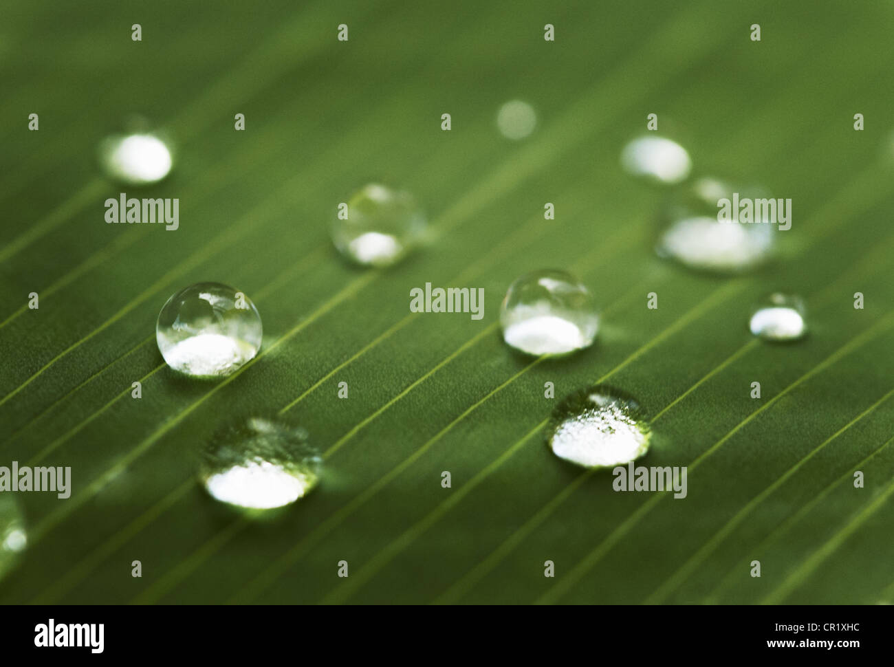 Close up of water droplets on leaf Banque D'Images