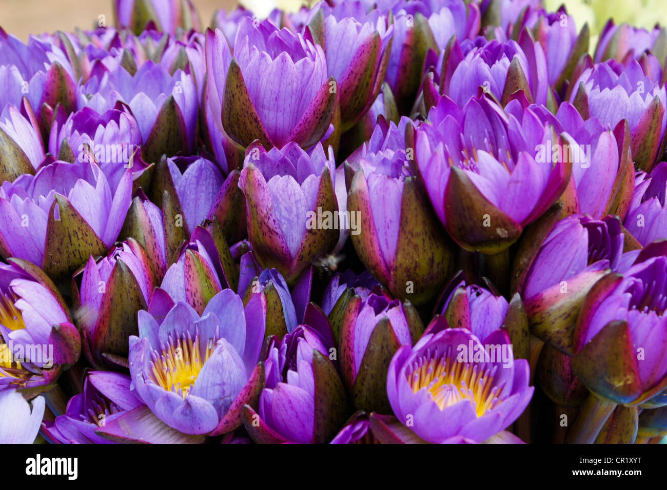 Fleurs de lotus pourpre, Sri Lanka Banque D'Images