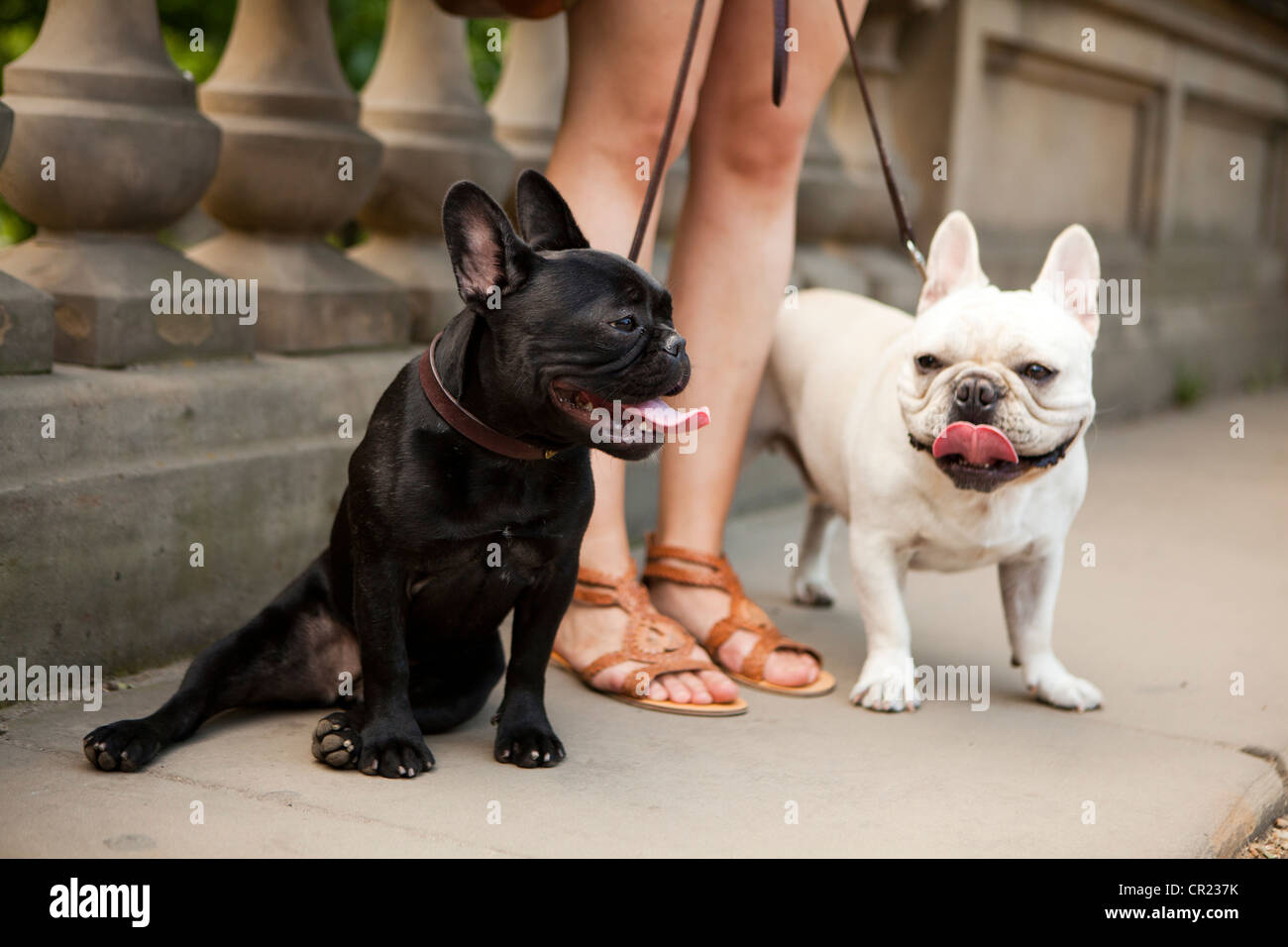 Usa, New York State, New York, Portrait de deux Bouledogues français Banque D'Images