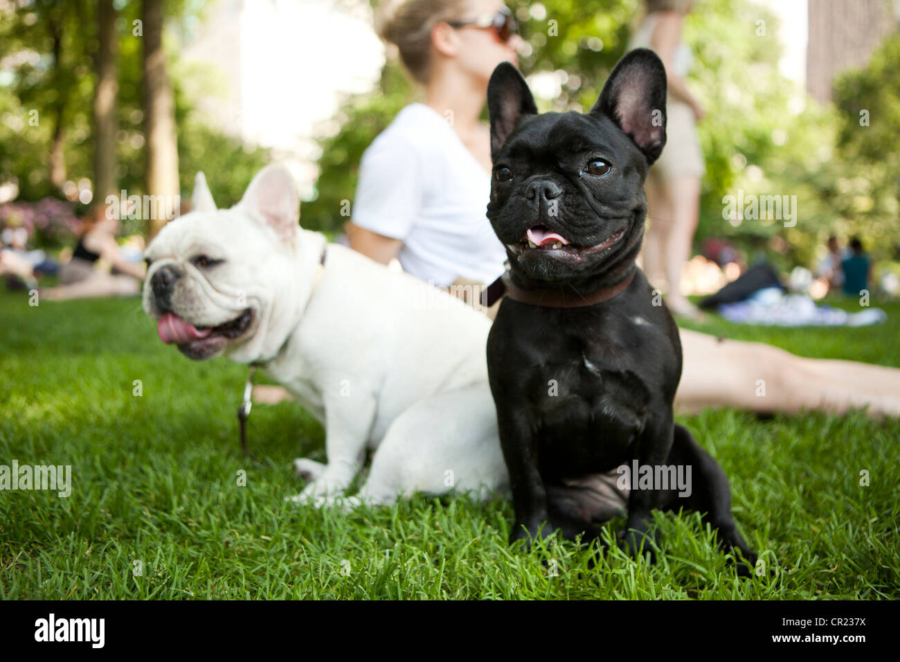 Usa, New York State, New York, Portrait de deux Bouledogues français sitting on grass Banque D'Images