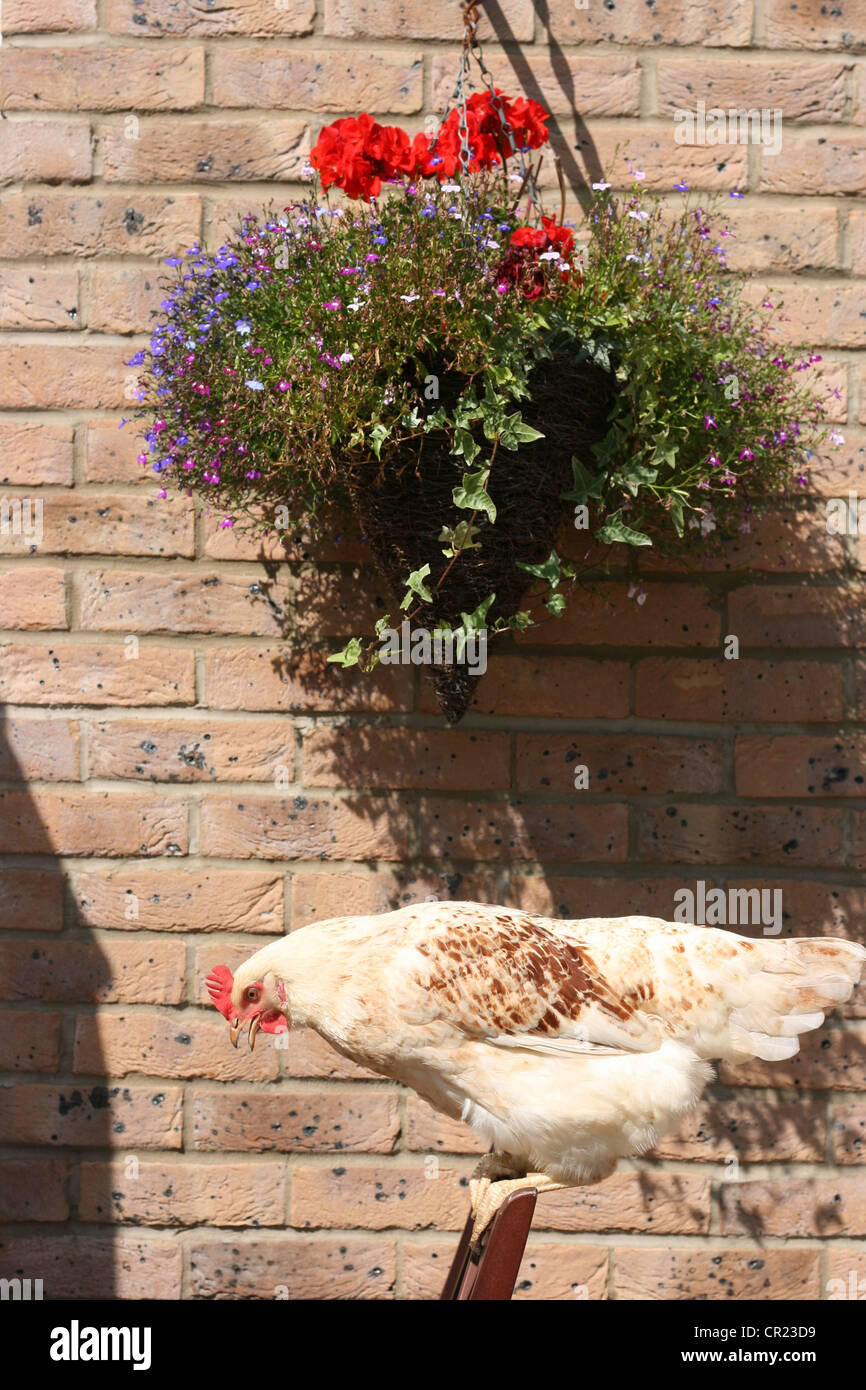 Sussex blanc poulet hybride Banque D'Images