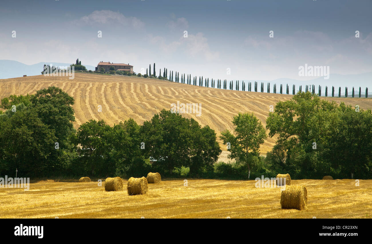 Hay bales in crop field Banque D'Images
