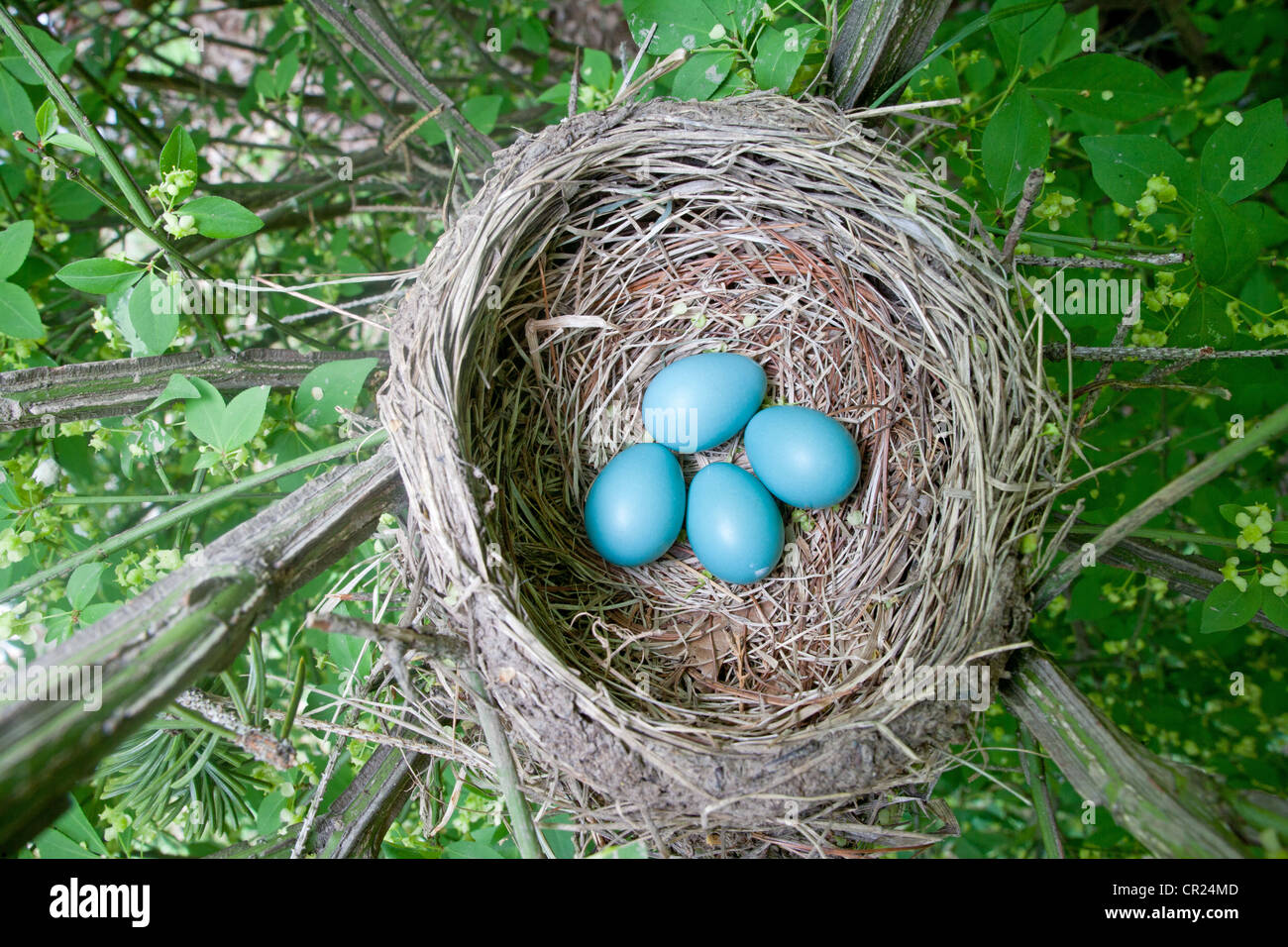American Robin Bird songbird Nest avec quatre œufs bleus Banque D'Images