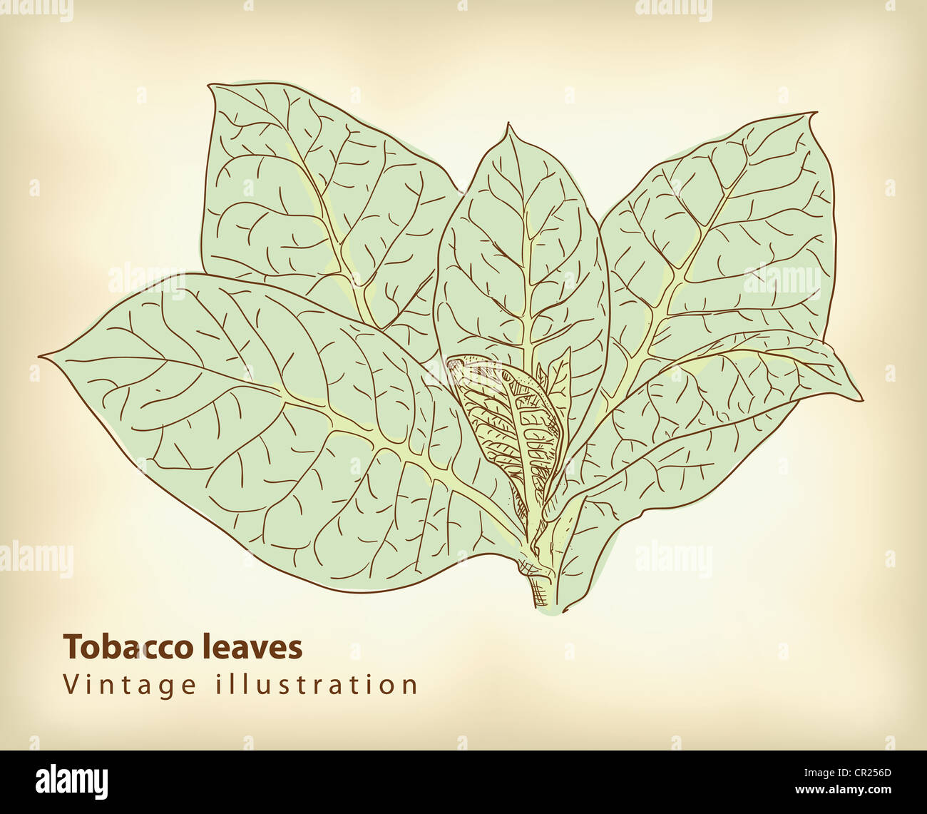 Les feuilles de tabac. VIntage vector iluustration. Banque D'Images