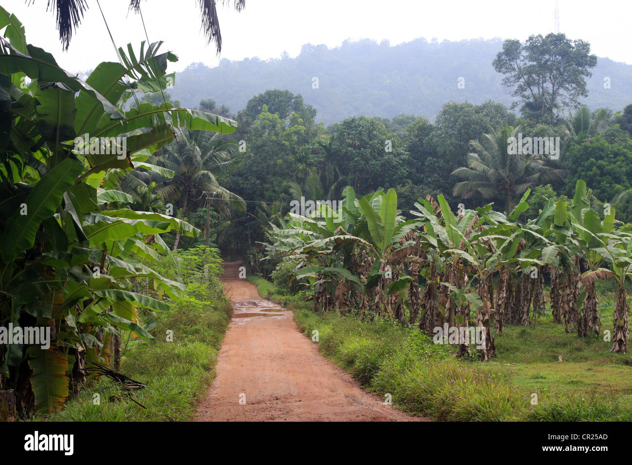 Route de village par le biais de l'agriculture terre banane dans le Kerala Banque D'Images