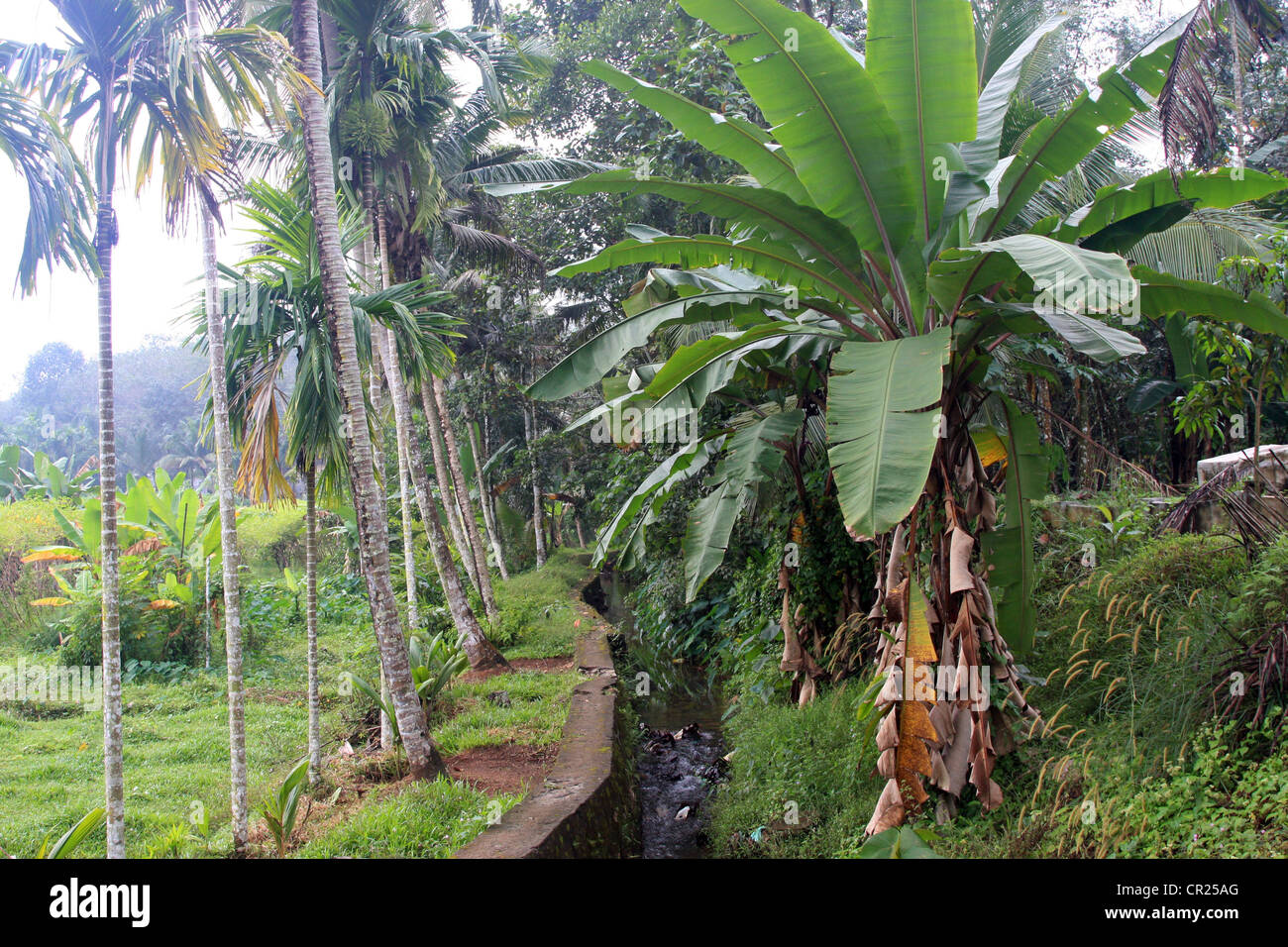 Les terres agricoles Banana tree Arecanut, le bétel tree in Kerala, Inde Banque D'Images