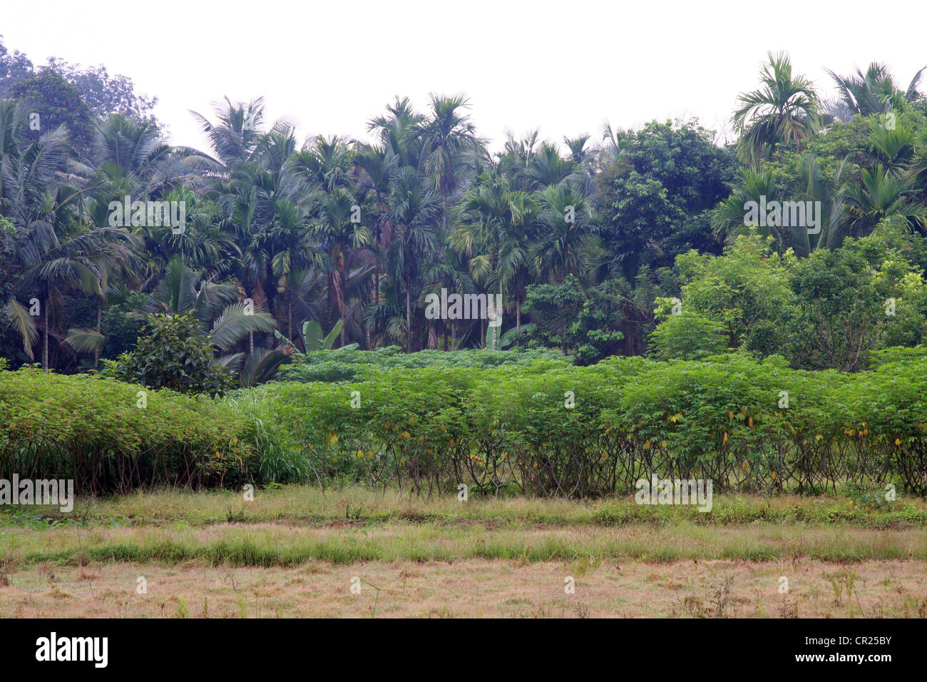 Domaine de l'Agriculture du Kerala, tapioca, Bananiers, cocotiers Banque D'Images