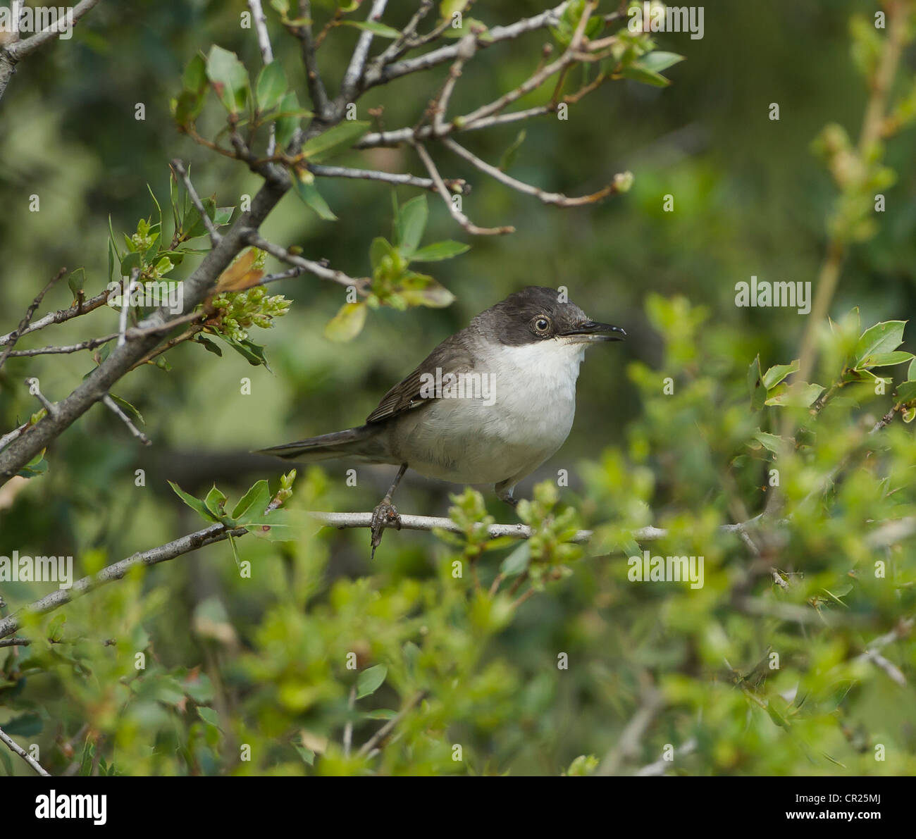 Orphean Warbler race orientale Sylvia hortensis ssp crassirostris sud de la Turquie peut en plumage nuptial et sur le territoire Banque D'Images