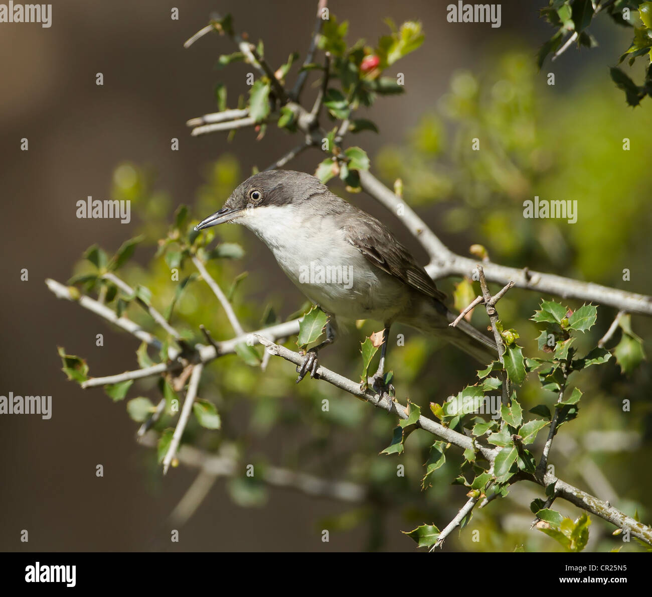 Orphean Warbler race orientale Sylvia hortensis ssp crassirostris sud de la Turquie peut en plumage nuptial et sur le territoire Banque D'Images